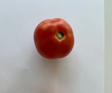 Куст помидоров на последней стадии очистки сточных вод. Качество очистки сточных вод позволяет выращивать помидоры!